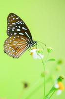 hermosas mariposas en la naturaleza están buscando néctar de flores en la región tailandesa de tailandia. foto