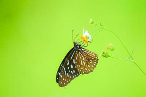 Beautiful butterflies in nature are searching for nectar from flowers in the Thai region of Thailand. photo