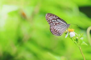 hermosas mariposas en la naturaleza están buscando néctar de flores en la región tailandesa de tailandia. foto