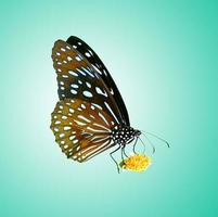 mariposa en Tailandia sobre un fondo de color con trazado de recorte foto