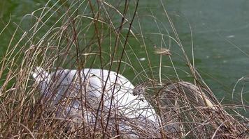 cigni che nuotano sul lago. video