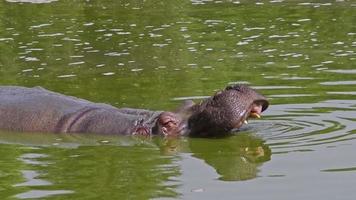 Hippo Floating in Swamp Water Opens Its Jaw Mouth Footage. video