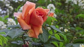linda rosa laranja no jardim