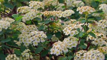 fleurs et feuilles de saison video