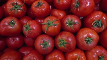 Haufen roter Tomaten video