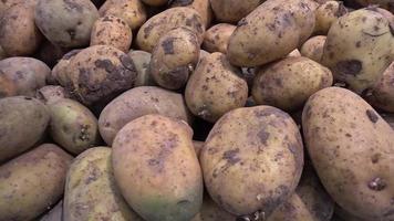 mucchio di patate fresche video