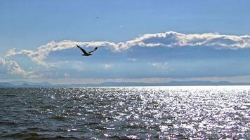 gaviota volando sobre el mar luminoso y el cielo nublado video