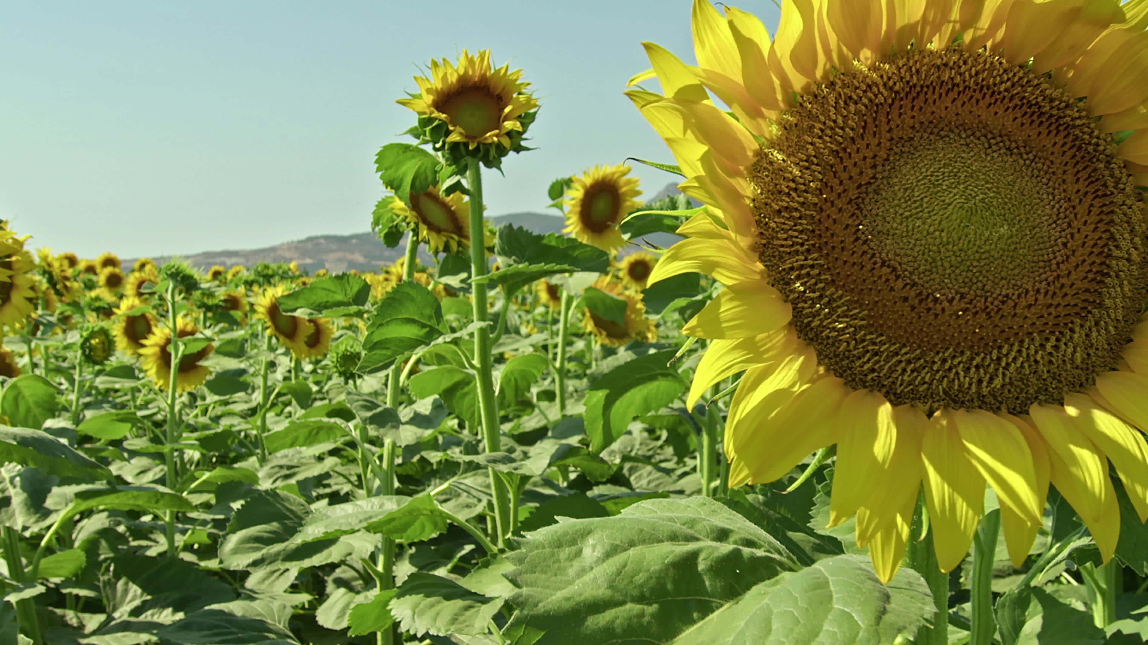 Fresh Sunflowers Field And Wind 7423966 Stock Video at Vecteezy
