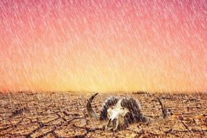 It rains in drought-stricken areas. concept of environmental and climate change photo