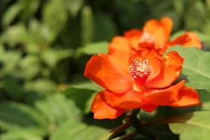 una flor naranja brillante de cactus rosa o rosa de cera y fondo de hojas verdes borrosas. la flor está floreciendo pétalos abiertos y polen blanco, tailandia. foto