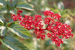 Red flowers of Bandicoot Berry are on branch and blur green leaves background, Thailand. photo