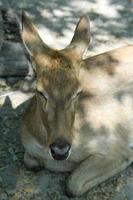Light brown hair deer is lying down on ground, sun light on body Thai deer. photo