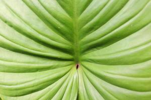 fondo de hoja verde brillante. la hoja de línea es de estilo cordado. foto