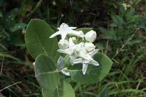White bud and blooming flower of Giant Indian Milkweed or Gigantic Swallowwort on branch and light green leaves background, Thailand. photo