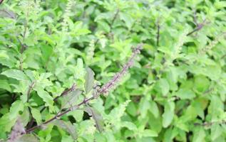 rama de albahaca sagrada y fondo verde borroso, hojas y flor joven, tailandia. foto