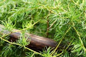 Green leaves of Shatavari on branch and blur background in rainy day. photo