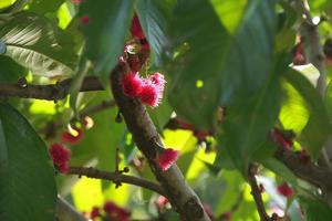 Bright pink flower of Malay apple are on branch and blur dark green leaves, some sunlight on flowers, Thailand. photo