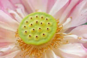 Close up view of light pink lotus is blooming open yellow pollens around young seeds on hert flower.
