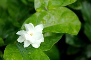 White Thai jasmine flower is blooming and green leaves background. The drolets are on petal of flower and leaves in rainy day. photo