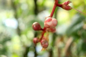 Light pink bud of Indian oak or Freshwater mangrove on red branch and blur background, Thailand. photo