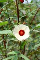 A cream color flower of Roselle is blooming on branch and leaves. Another name is Jamaican sorel, Rozella, Sorrel, Red sorrel, Thailand. photo