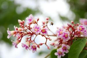 Pink purple flowers of starfruit or carambola on branch and blur, Thailand. photo