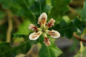 Top view of white flower of Sea holly are blooming on branch and blur leaves background, Thailand. Another name is Holly-leaved acanthus or Holly Mangrove. photo