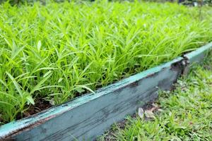 Chinese Morning Glory are growing in seedbed. Another name is Swamp Morning Glory or Water Morning Glory. photo