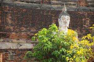 estatua de buda pintada de blanco cubierta de tela amarilla con fondo de pared de ladrillo rojo roto y árbol verde en frente, templo en la provincia de ayutthaya, tailandia. foto