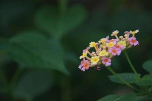 Lantana's flowers and green leaves background. Another name is Weeping Lantana and White sage, Thailand. photo