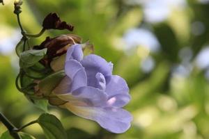 Light purple flowers of Laurel Clockvine or Blue Trumphet vine and blur green background. In Thailand use leaves cure drunken and toxic from animal.
