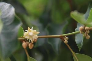 Bullet Wood's flower blooming on brandh with buds on segment of branch and blur green leaves background, Thailand. photo