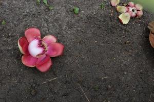 A dark pink flower of Cannonball is on dark soil ground. photo
