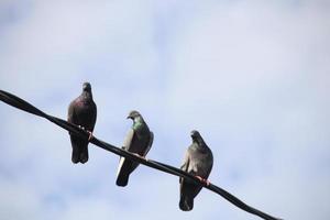 Tree pegeons are catching black wire and cludy sky background. photo