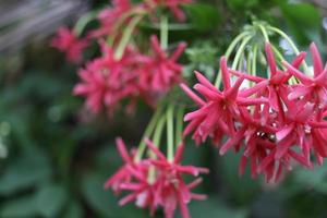 las flores de la enredadera de rangoon están en la rama y desdibujan el fondo de las hojas verdes, las flores de la madreselva china son de color rojo pétalo, otro nombre es marinero borracho. foto