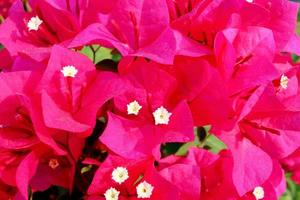 Red Bougainvillea flowers or paper flower and droplets on petal.