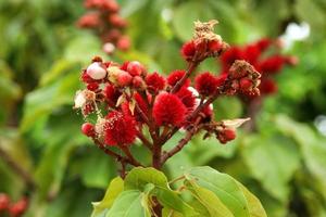 Bright red young fruit of of achiote tree or annatto tree on branch and blur background. photo