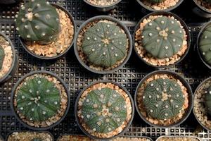 A dark green astrophytum cactus is in black pot on black plastic grate. Small light brown rocks around cactus. photo