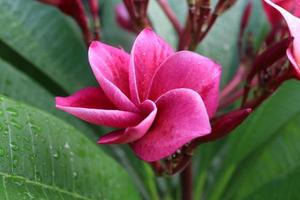 la flor de plumeria rosa oscuro está en la rama y el fondo de las hojas verdes, las gotitas están en la flor y las hojas. otro nombre es frangipani, árbol del templo, lunthom, leelawadee. foto
