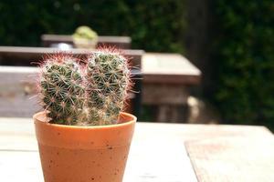 Lady finger cactus in light brown pot on bright floor and blur wood table in park background. photo