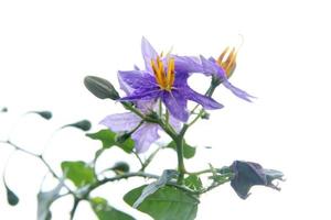 Flower of Purple-Fruited Pea Eggplant and white background. Another name is Solanum Trilobatum, Sparrow's Brinjal. photo