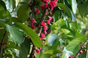 Bright pink flowers of Malay apple are on branch and dark blur green leaves, some light of sun on branch, Thailand. photo