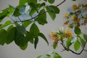 flores de crateva que florecen en una rama con hojas verde oscuro borrosas en otra rama, tailandia. foto