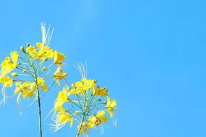 flores amarillas y capullos del árbol de llamas o poinciana real y fondo de cielo azul brillante. foto