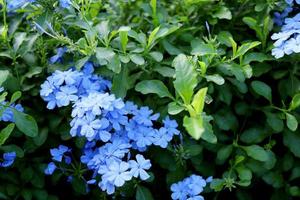 Light blue flower of Cape Leadwort or White plumbago on branch and blur green leves background. photo