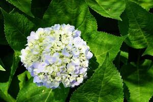 Beautiful hydrangeas in the garden photo