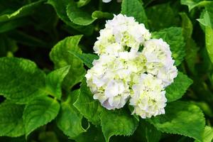 Beautiful hydrangeas in the garden photo