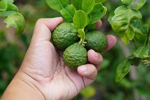 Farmer's hands collect kaffir lime in the tree