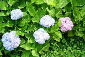 Beautiful hydrangeas in the garden photo