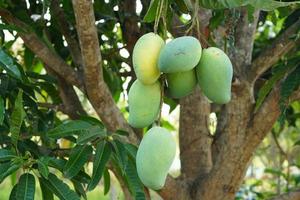 mangos en un árbol en el jardín de un granjero foto